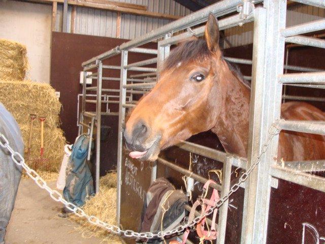 Dansk Varmblod Chilli Nørrekær - Er Jeg ikke Nuttet? billede 19