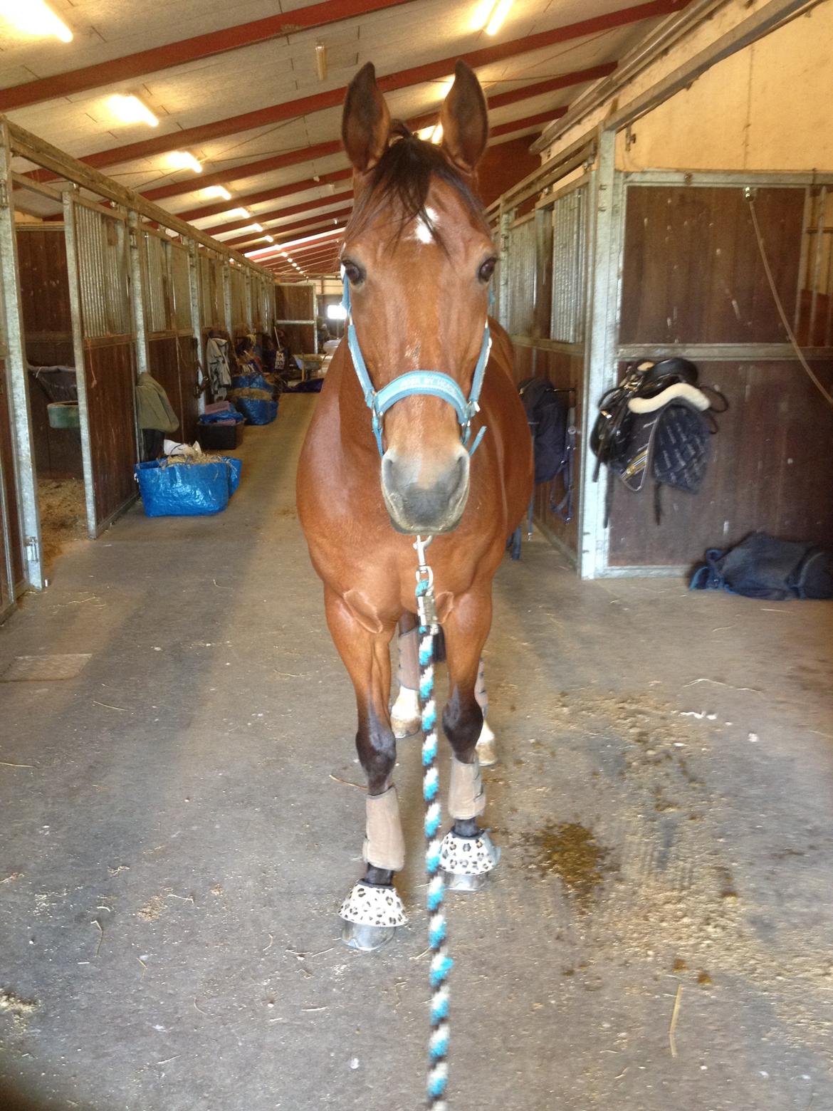 Anden særlig race Shorty billede 13