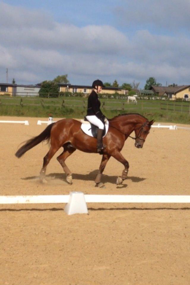 Anden særlig race Shorty billede 4