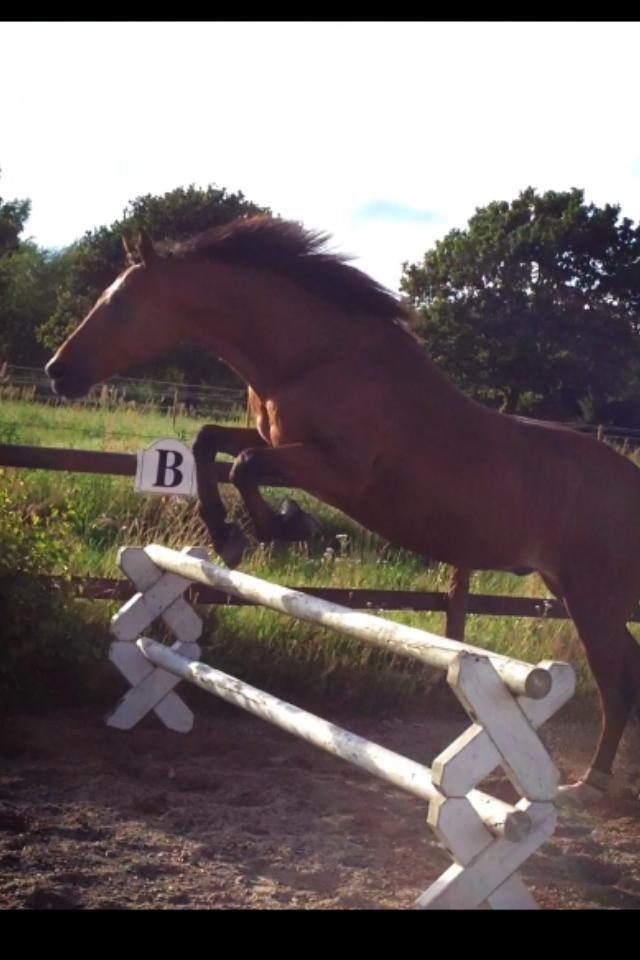 Anden særlig race Shorty billede 11