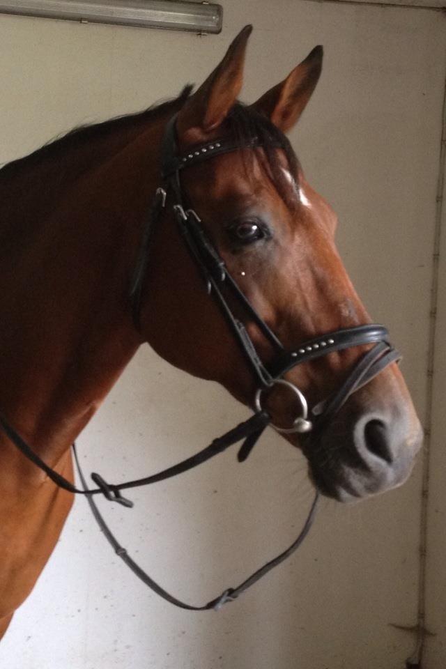 Anden særlig race Shorty billede 18