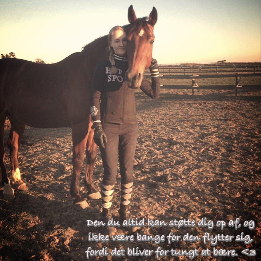 Anden særlig race Shorty billede 8