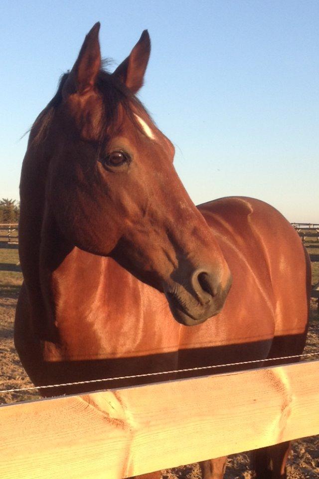 Anden særlig race Shorty billede 9