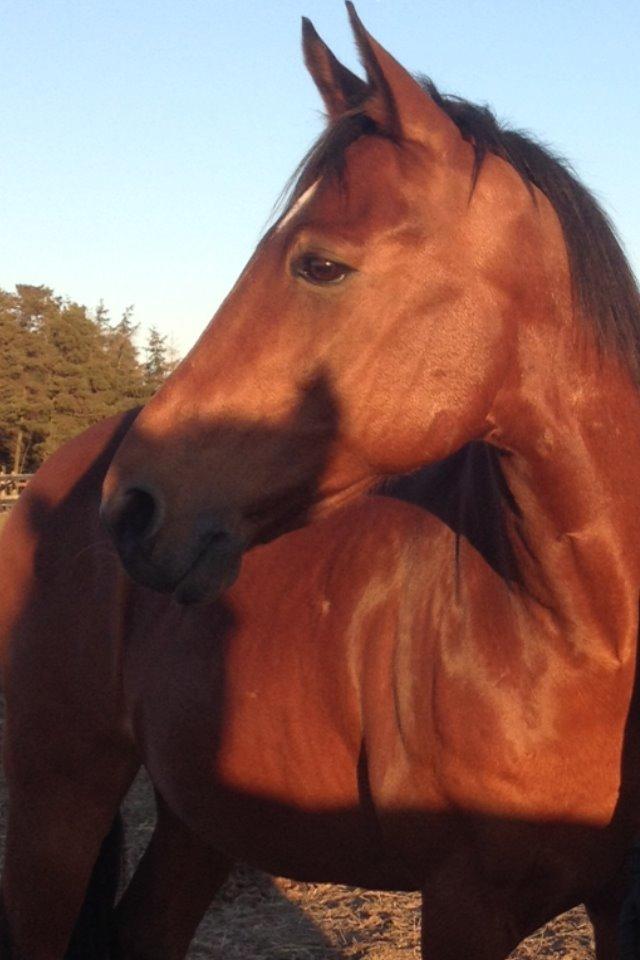 Anden særlig race Shorty billede 20