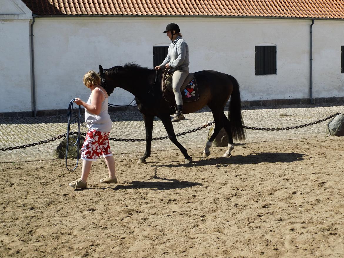 Dansk Varmblod WASA - d.18/6-14 pad for første gang og rytter tredje gang, sagde intet :-D billede 4