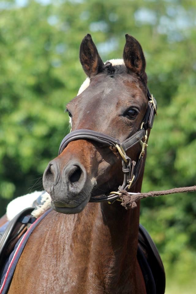 DSP Day-lights naomi - Smukke pony efter distriksmesterskabet<3 Billedet er taget af Ditte fra Vingtoft photo billede 12