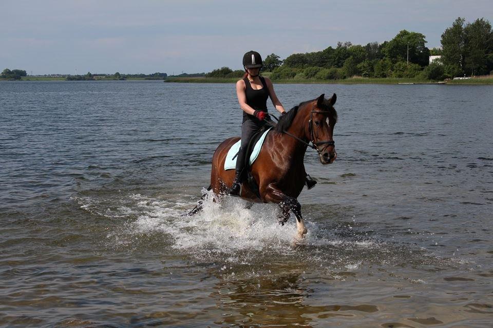 Hollandsk Varmblod Za-Zar - Juni 2014 billede 8