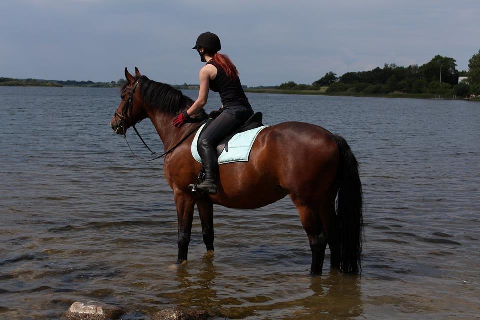 Hollandsk Varmblod Za-Zar - Juni 2014 billede 6