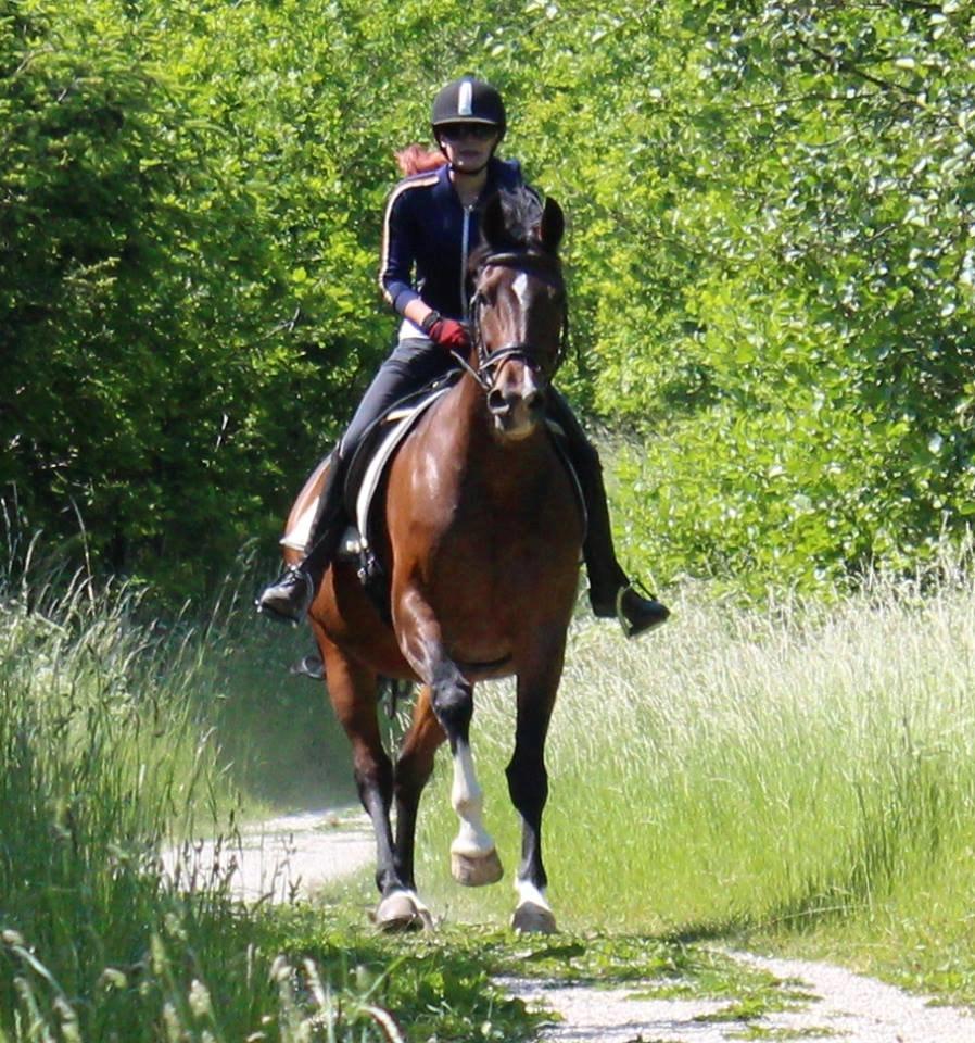 Hollandsk Varmblod Za-Zar - Juni 2014 billede 7