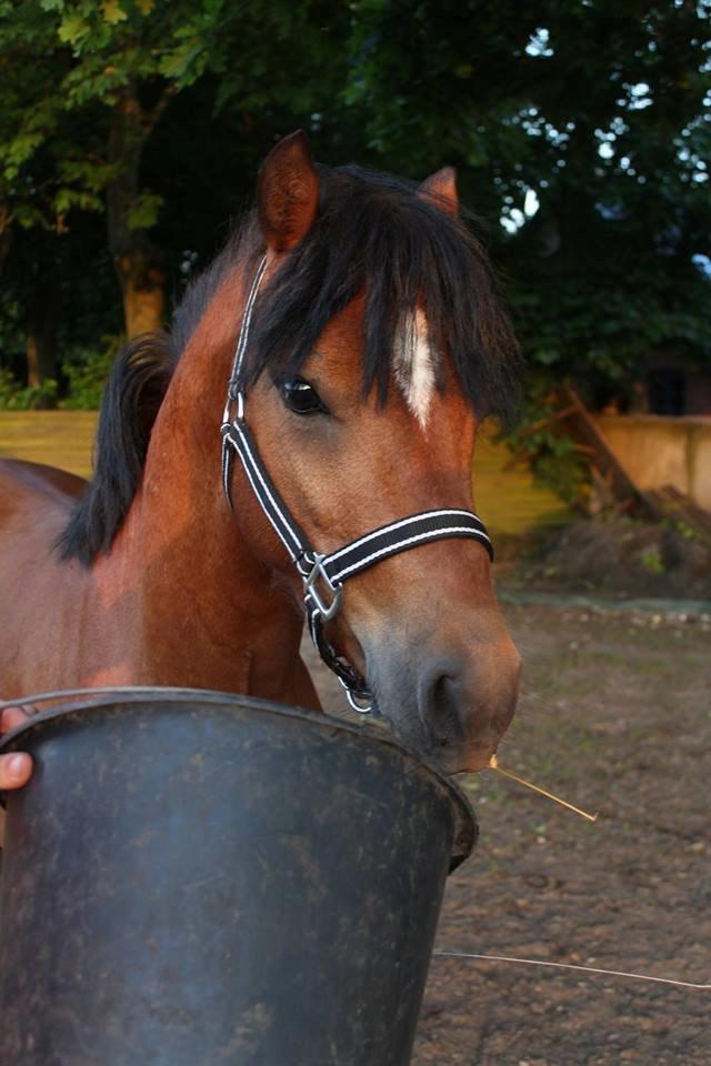 Welsh Pony (sec B) BARNHOEVE´S BART - Fantastisk smukt welsh hoved  billede 2