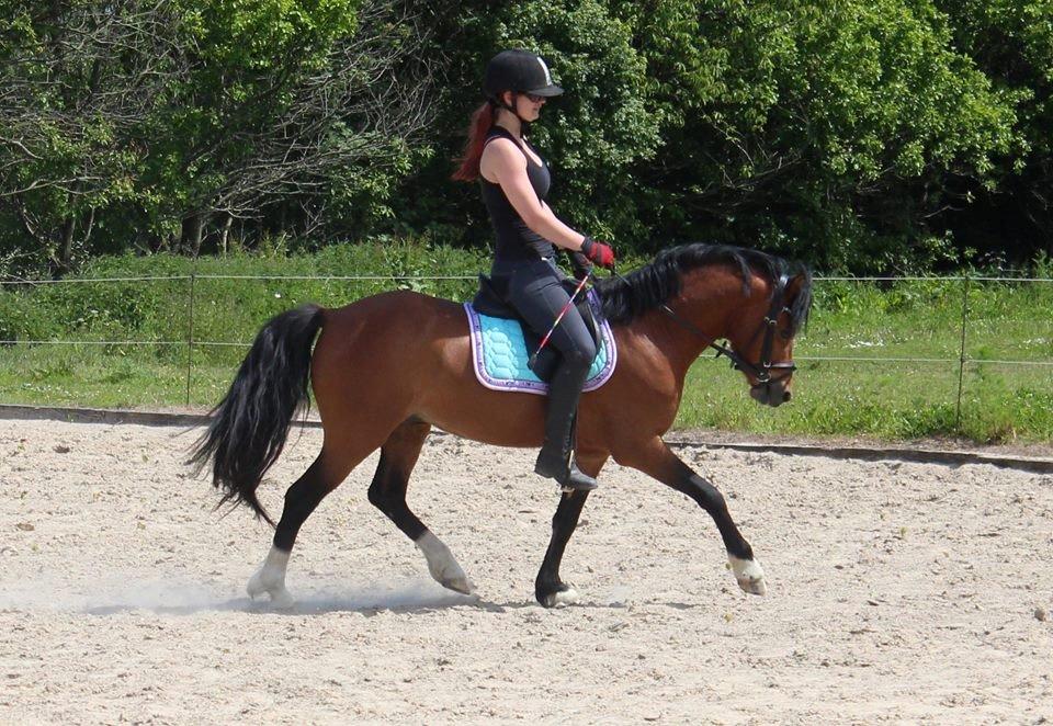 Welsh Pony (sec B) BARNHOEVE´S BART billede 4