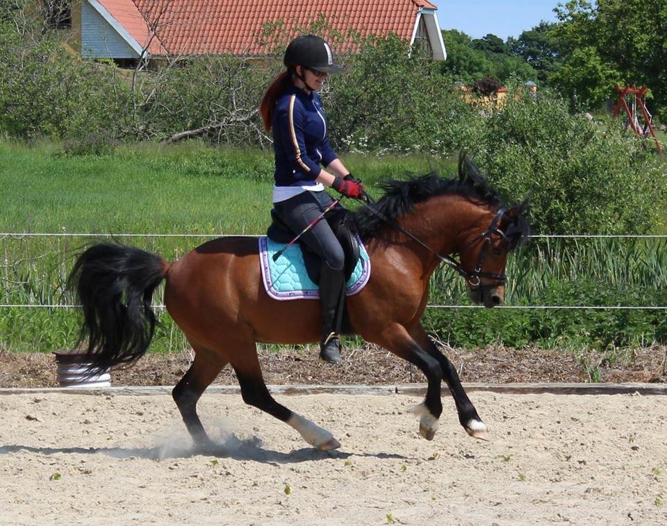Welsh Pony (sec B) BARNHOEVE´S BART billede 5