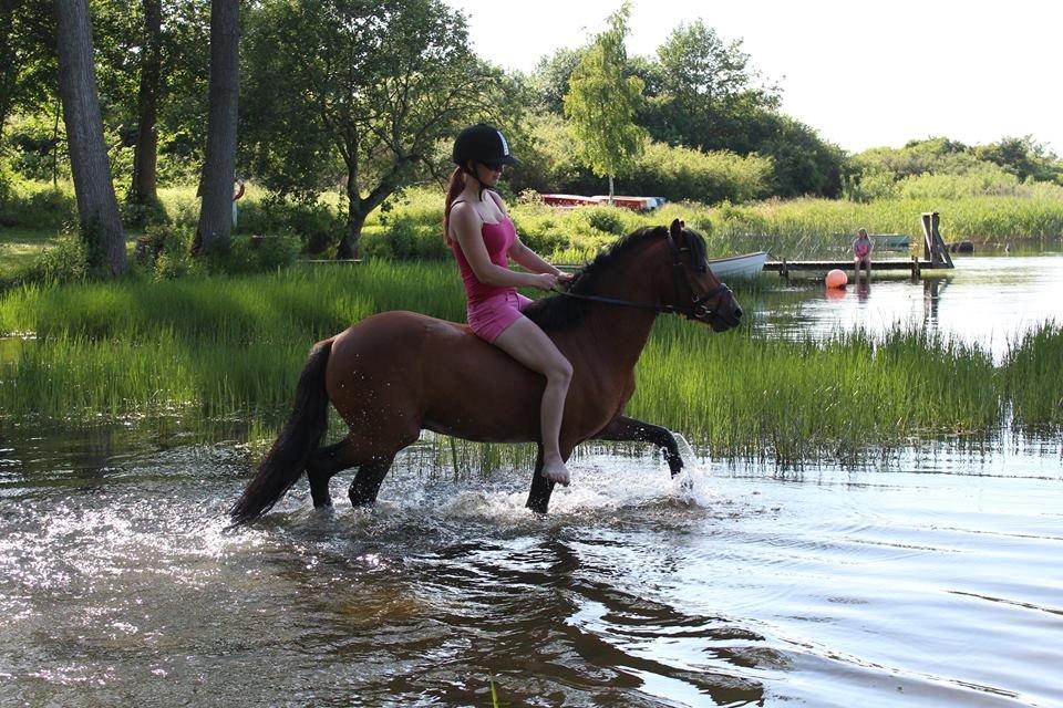 Welsh Pony (sec B) BARNHOEVE´S BART - Fritid billede 7