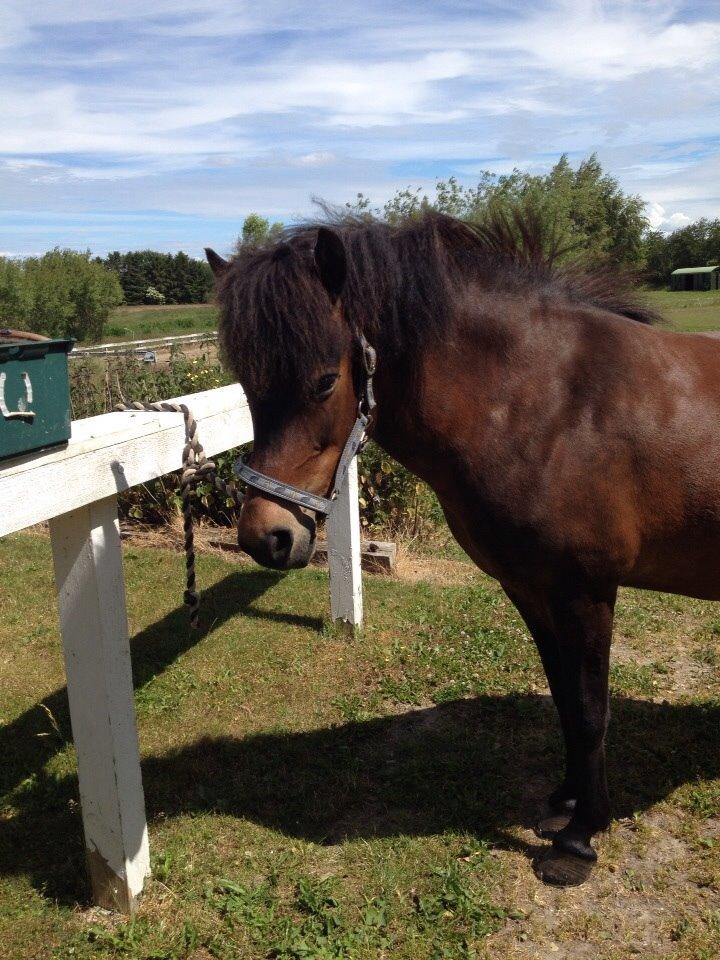 Islænder Bylgja fra solløkke (Min stjerne) billede 12
