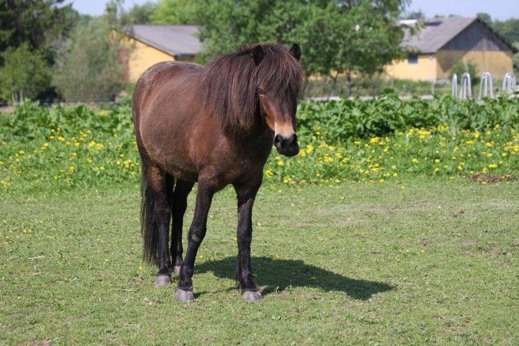 Islænder Bylgja fra solløkke (Min stjerne) billede 13
