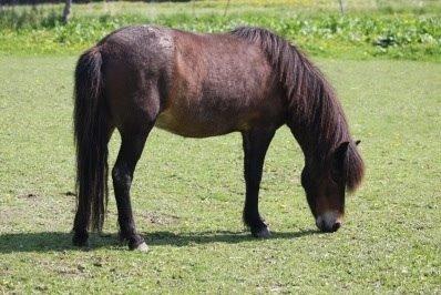 Islænder Bylgja fra solløkke (Min stjerne) billede 16