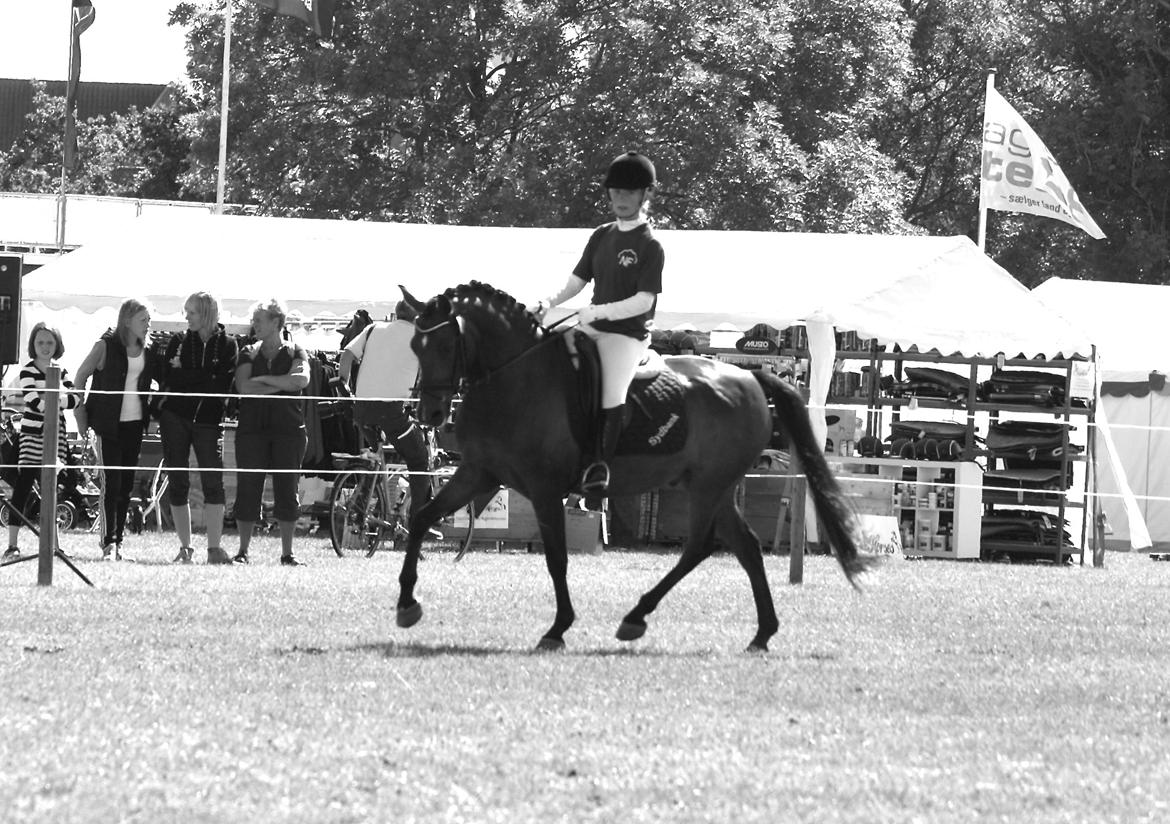 New Forest Houmarks Arcibald billede 28