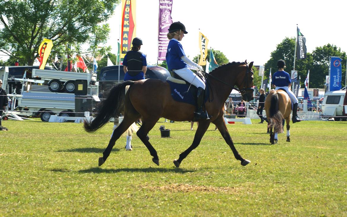 New Forest Houmarks Arcibald billede 29