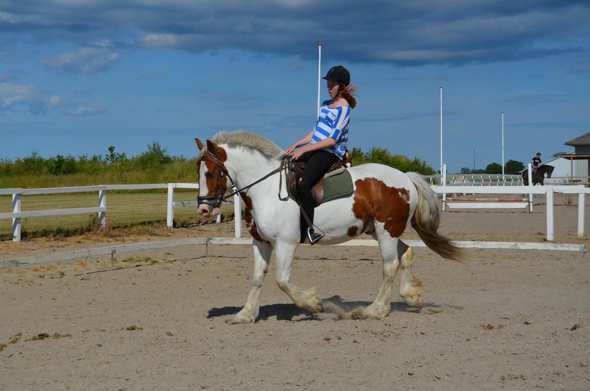 Irsk Sportspony Ernie Lad     |Bønie| - Tag jer ikke af min opstilling på dressur billederne, jeg rider i gemacher i en meget glat sadel, så det var pænt svært at side ordenligt i nedsidning. xD billede 9