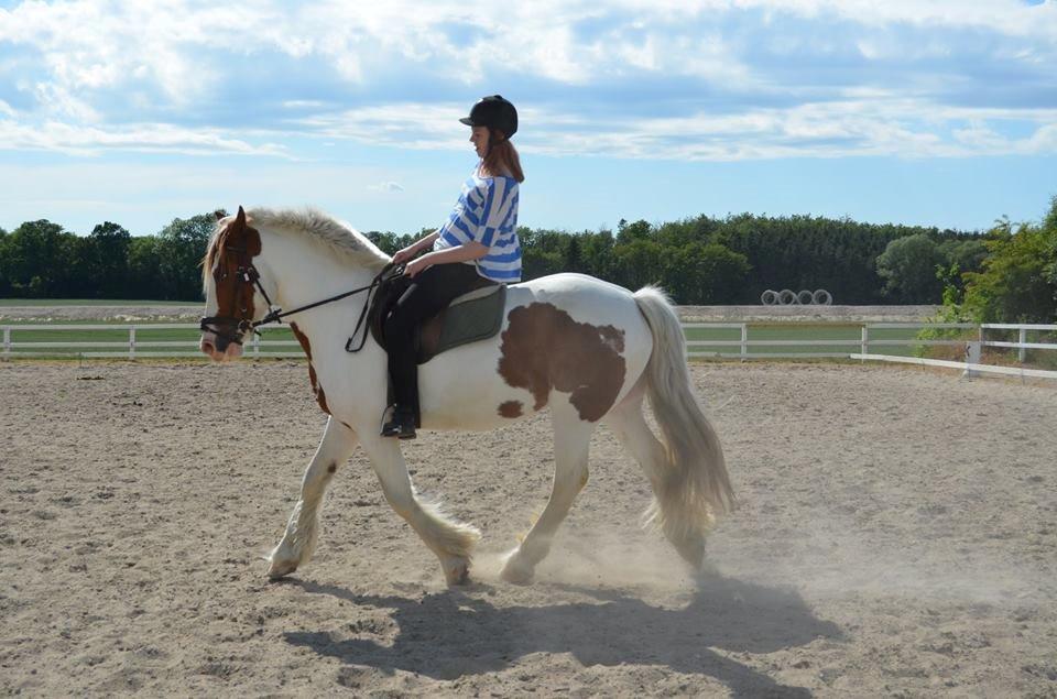 Irsk Sportspony Ernie Lad     |Bønie| billede 12