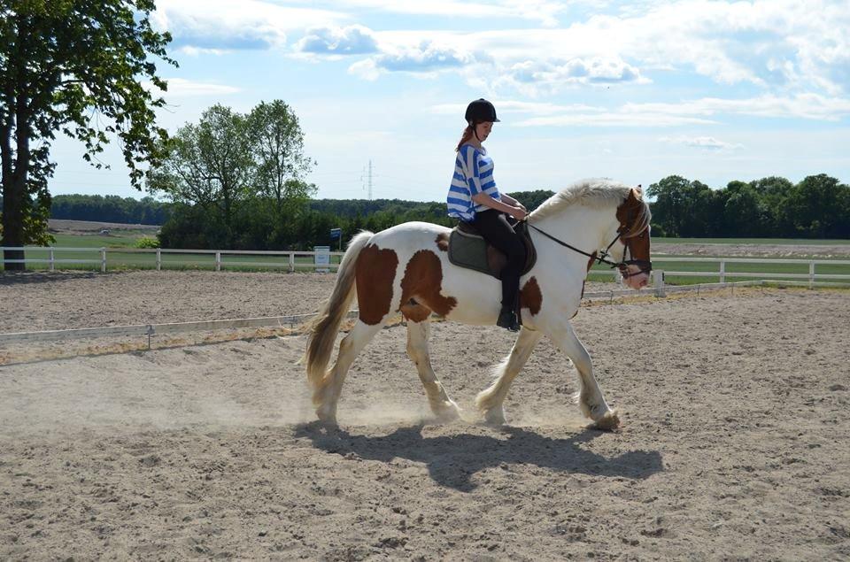Irsk Sportspony Ernie Lad     |Bønie| billede 14