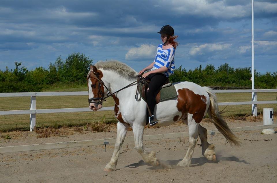 Irsk Sportspony Ernie Lad     |Bønie| billede 10