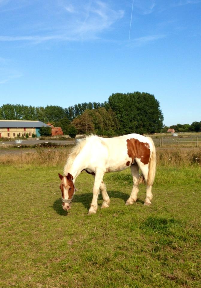 Irsk Sportspony Ernie Lad     |Bønie| billede 19