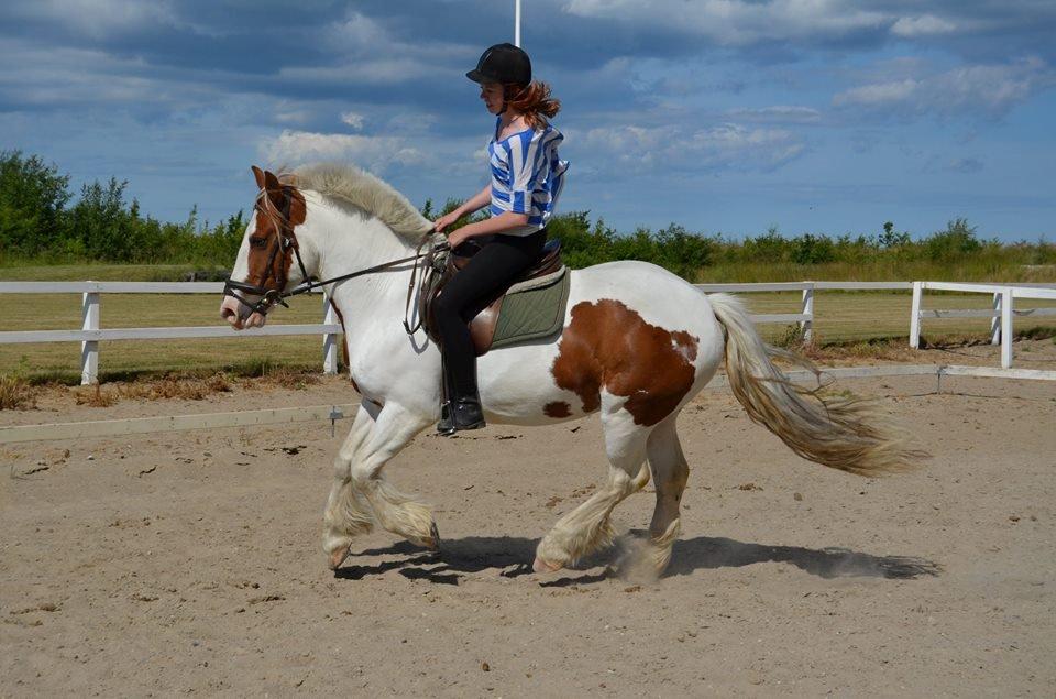 Irsk Sportspony Ernie Lad     |Bønie| billede 16