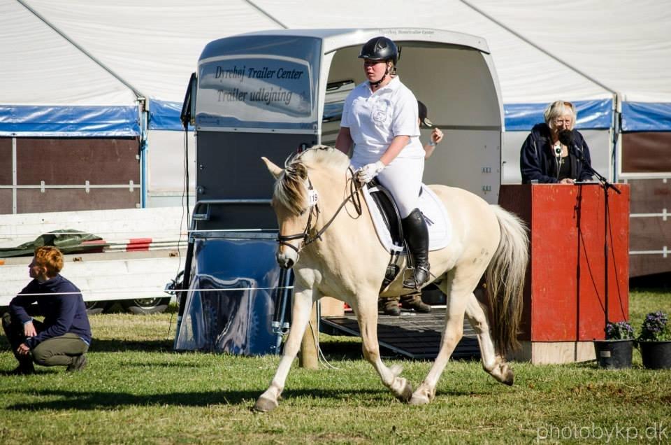 Fjordhest Mosegårdens Dante - Raceopvisning på Det Fynske Dyrskue 2014 :) billede 8