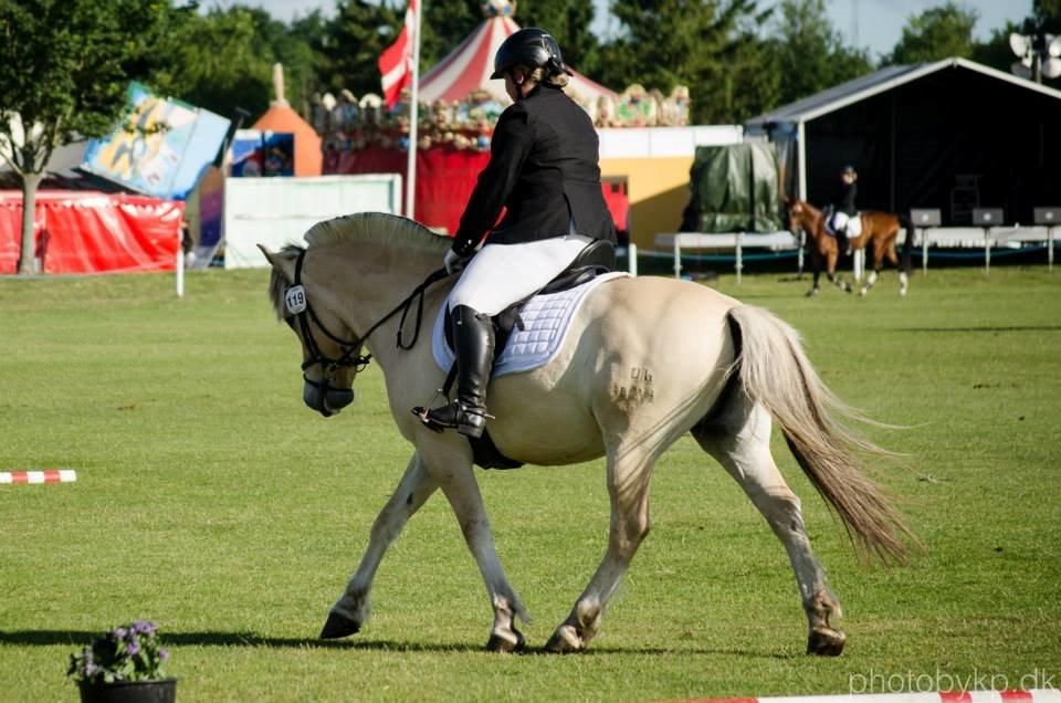 Fjordhest Mosegårdens Dante - Brugsklasse dressur på Det Fynske Dyrskue 2014 :) billede 9