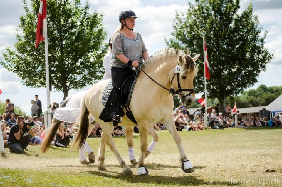 Fjordhest Mosegårdens Dante - Gallashow på Det Fynske Dyrskue 2014, vi som ABBA :) billede 11