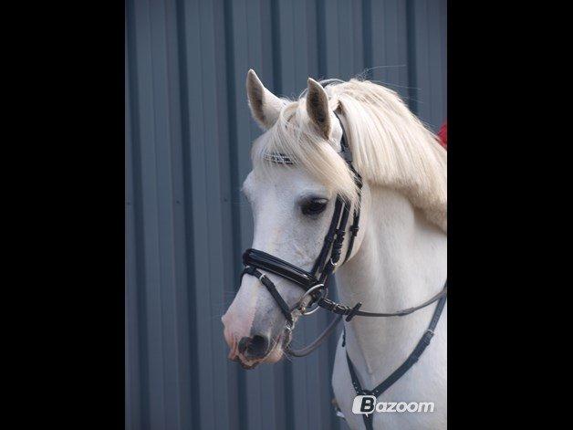 Anden særlig race Milky Way - billedet er taget af tidligere ejer. billede 8
