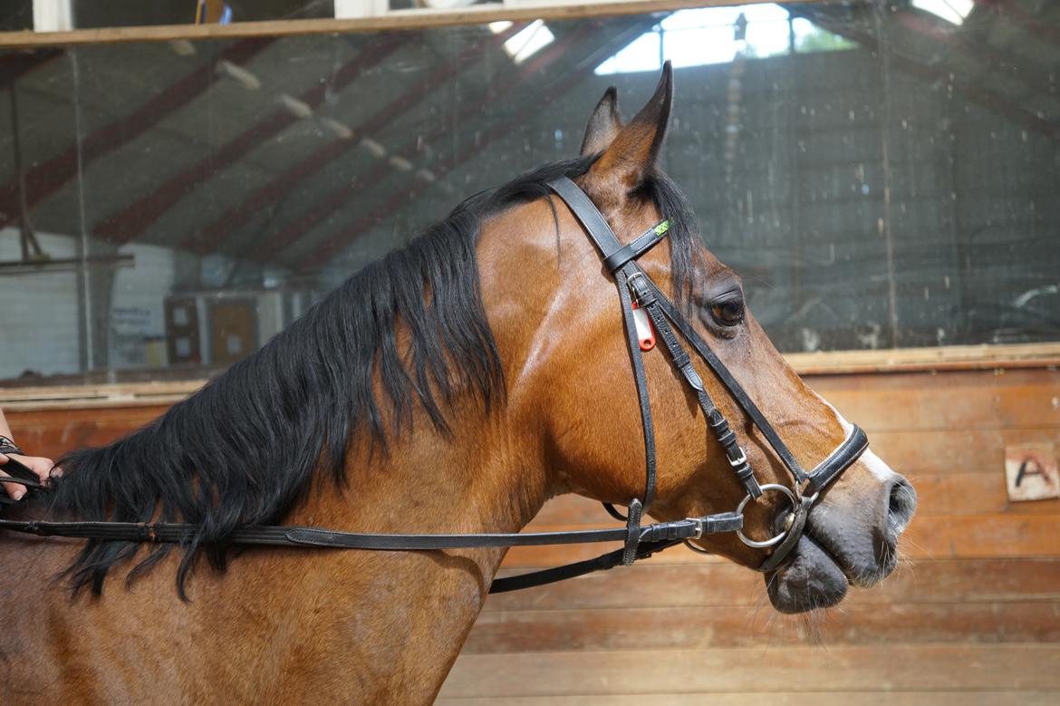 Anden særlig race Frej <3 *stjernen* billede 10