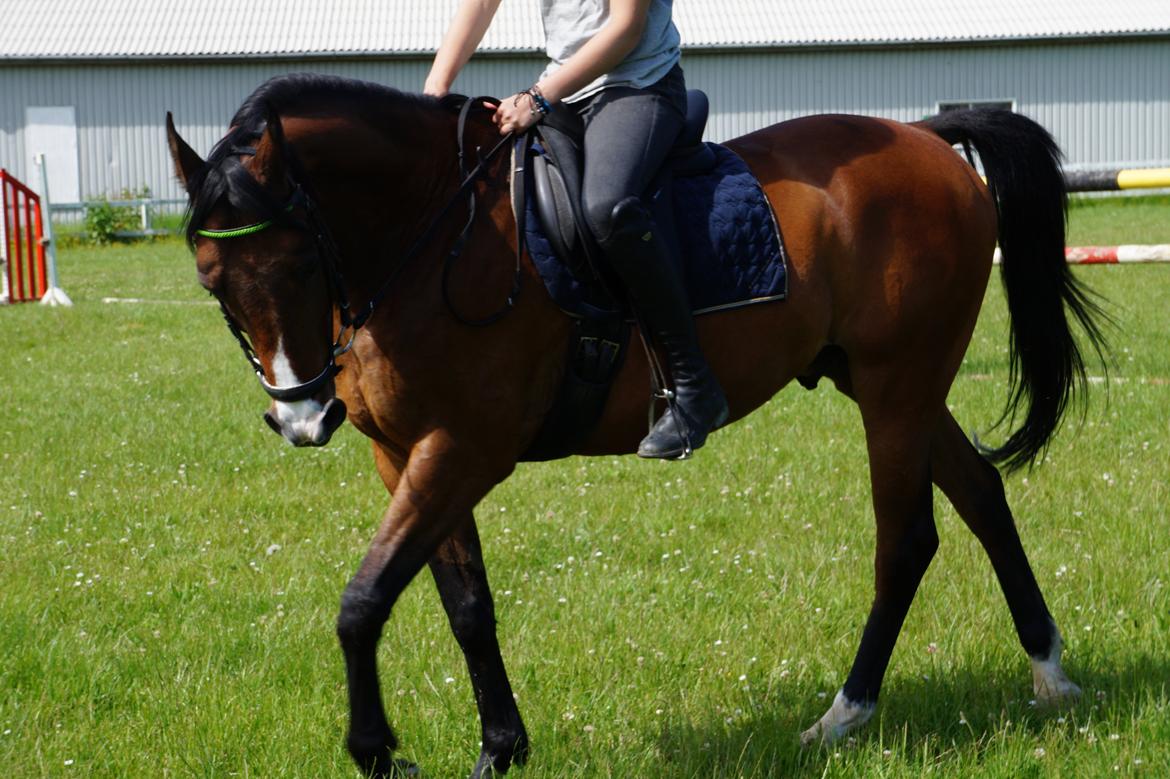 Anden særlig race Frej <3 *stjernen* billede 1