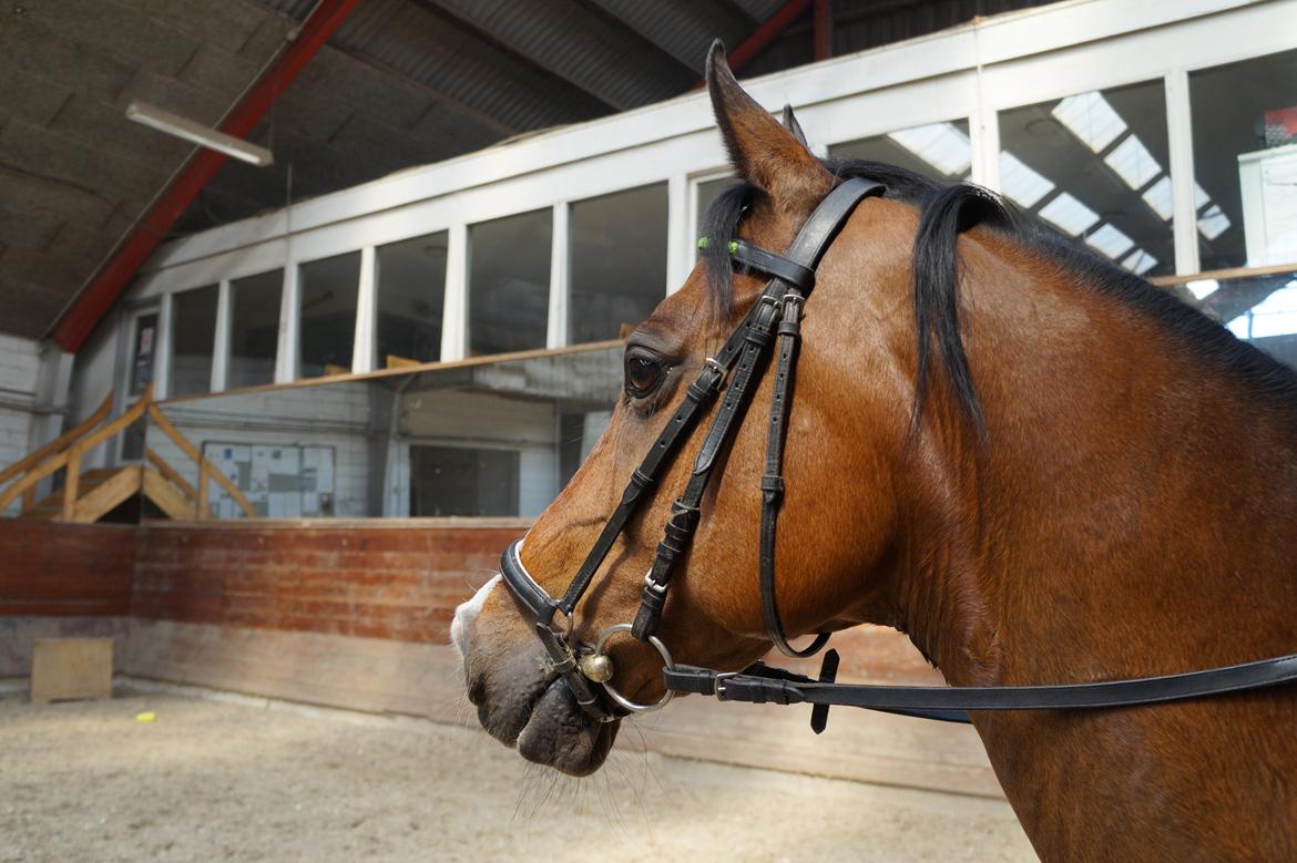 Anden særlig race Frej <3 *stjernen* billede 16