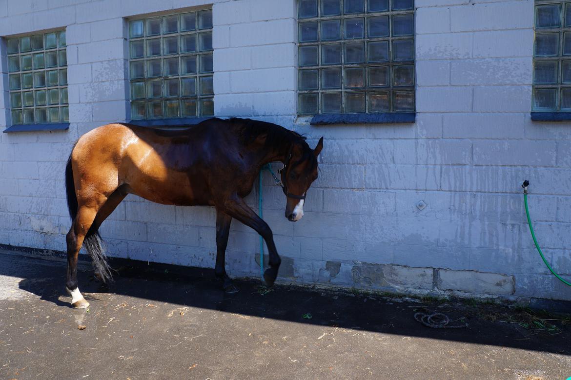 Anden særlig race Frej <3 *stjernen* billede 19