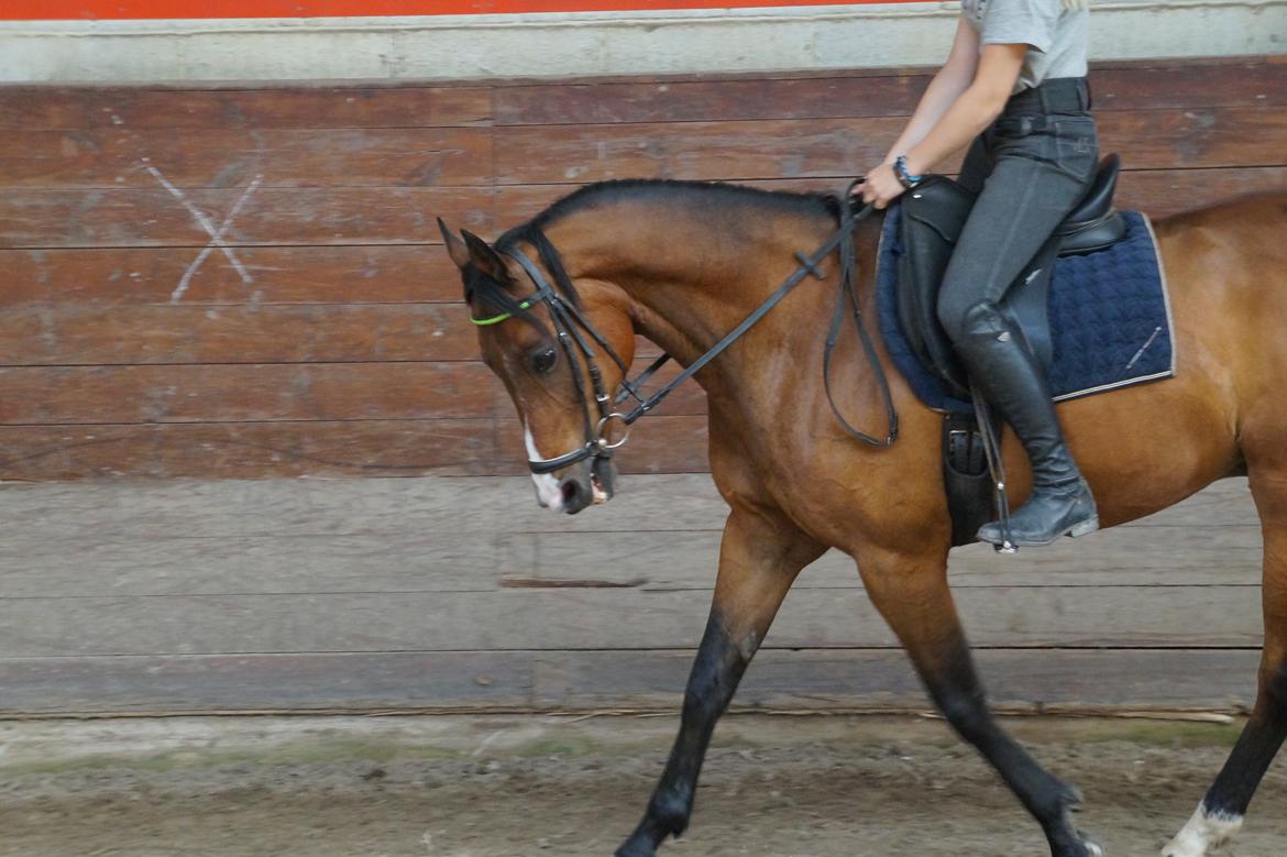 Anden særlig race Frej <3 *stjernen* billede 18