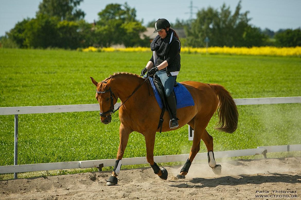 Anden særlig race | TALOU | MY SOULMATE billede 5