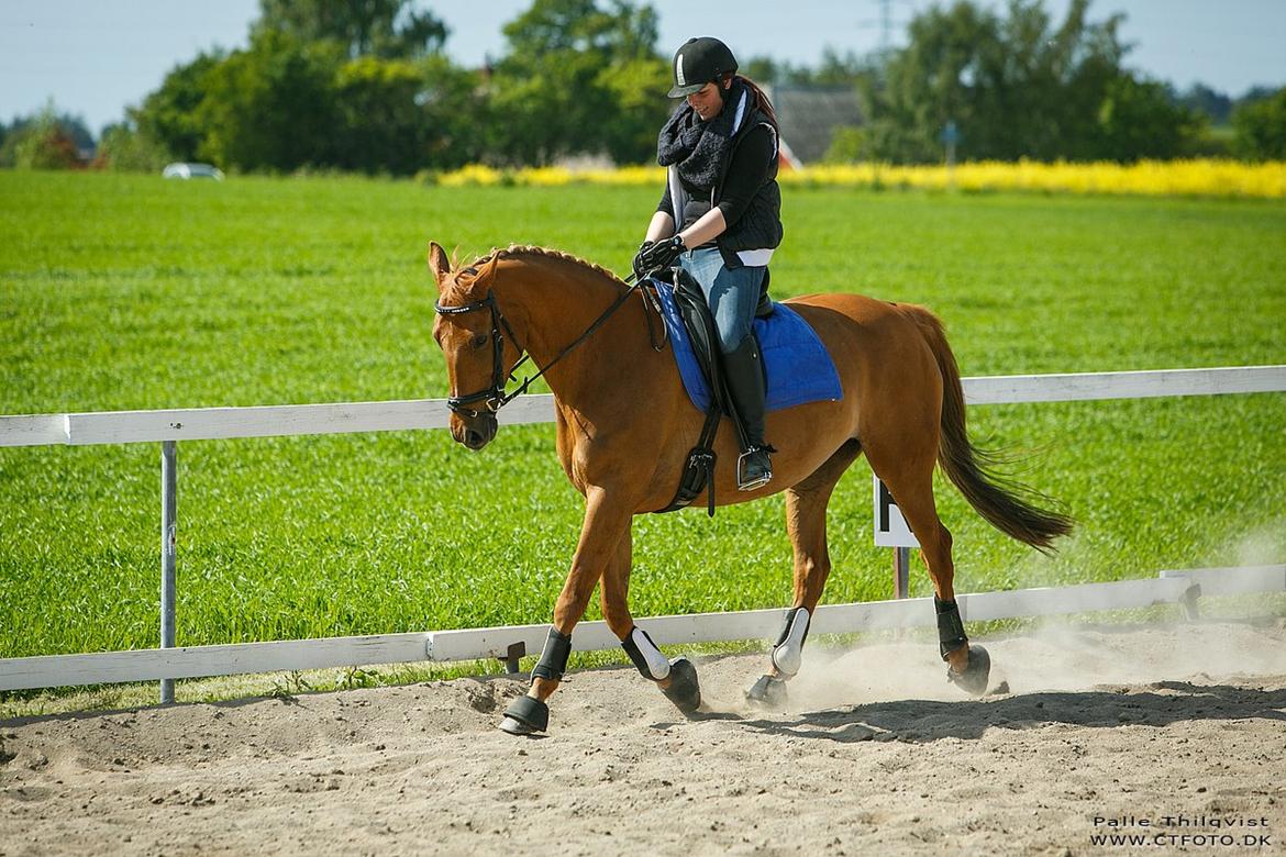 Anden særlig race | TALOU | MY SOULMATE billede 6