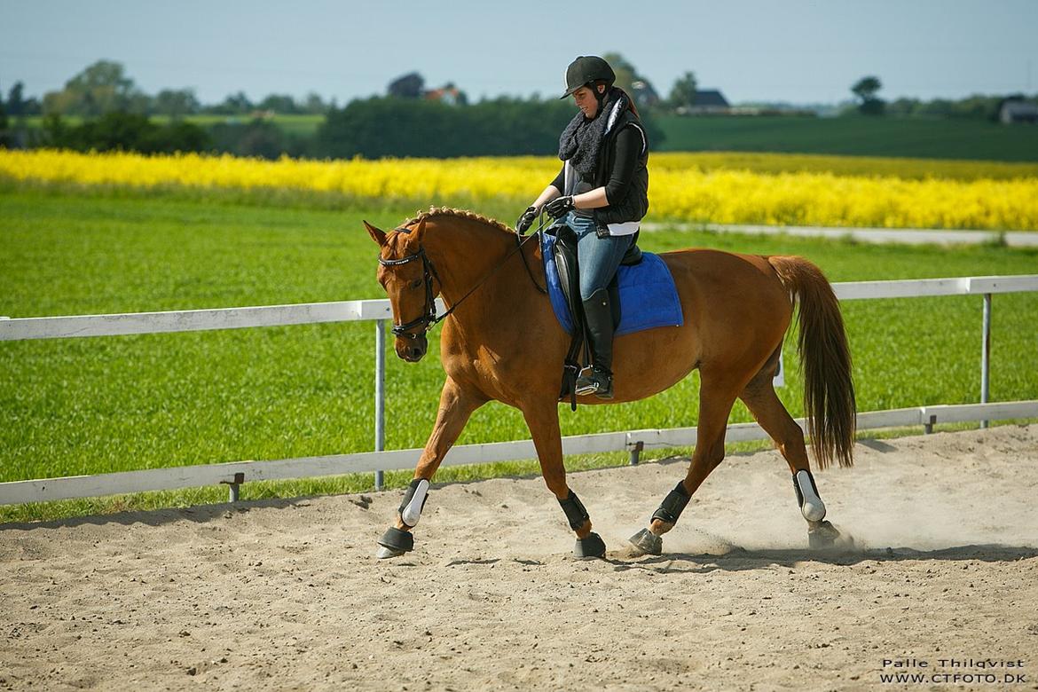 Anden særlig race | TALOU | MY SOULMATE billede 7