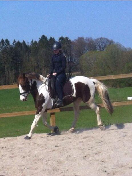 Pinto Cassiopeia sunrise billede 3