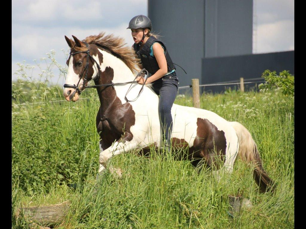 Pinto Cassiopeia sunrise billede 5