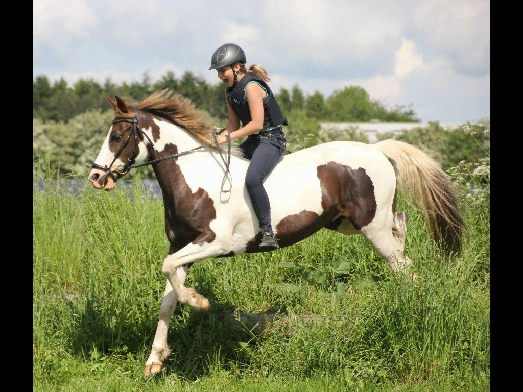 Pinto Cassiopeia sunrise billede 6