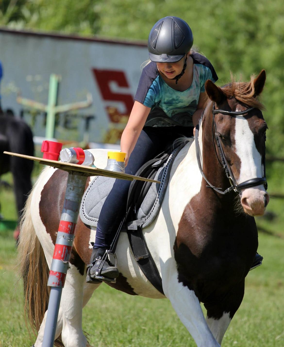 Pinto Cassiopeia sunrise billede 7