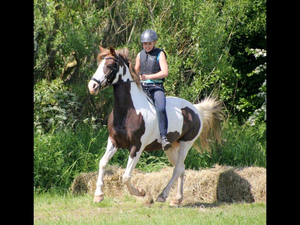 Pinto Cassiopeia sunrise billede 10