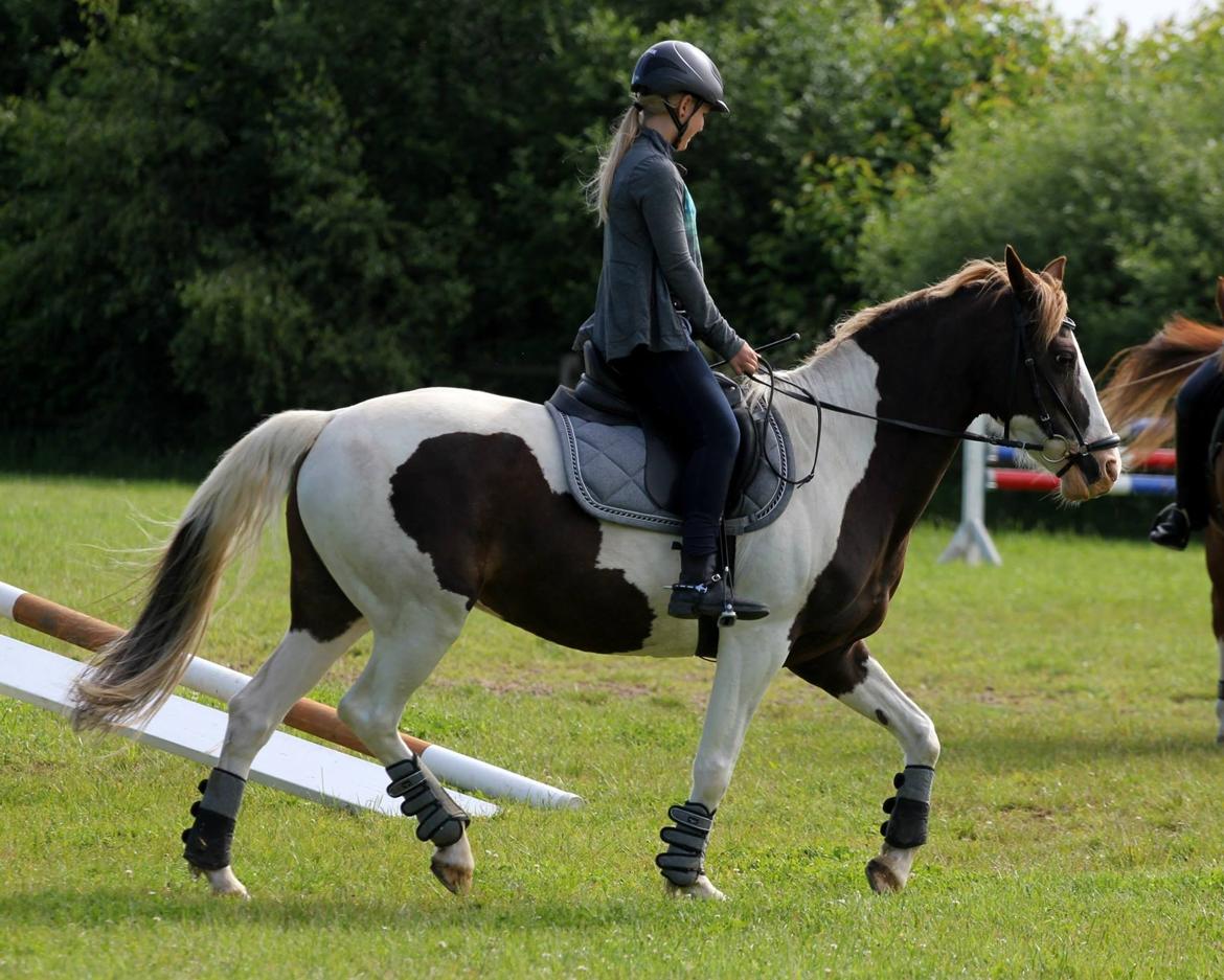 Pinto Cassiopeia sunrise billede 12