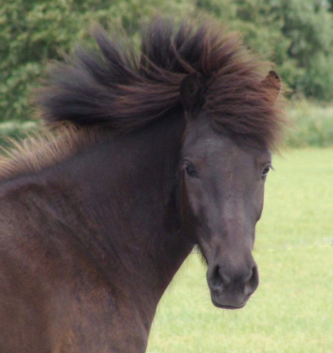 Islænder Harpa fra Klim Bjerg billede 2