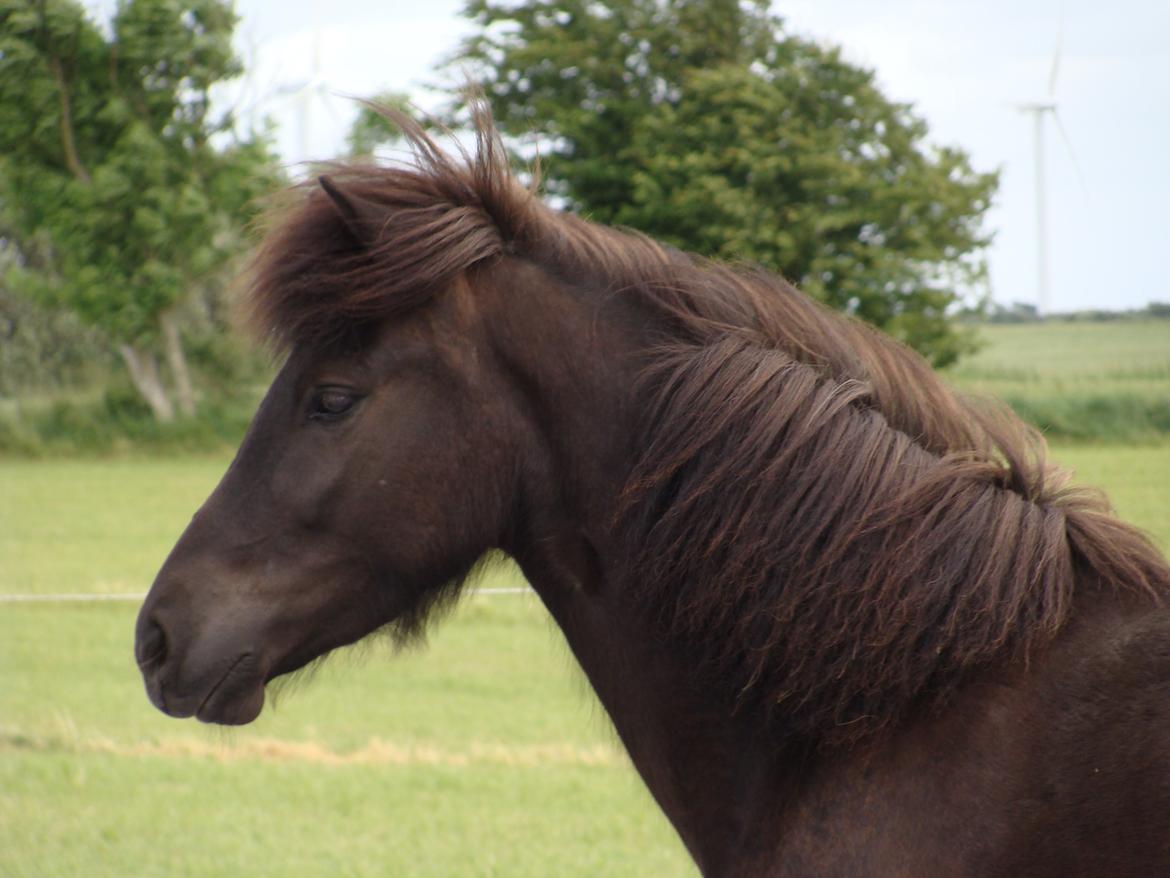 Islænder Harpa fra Klim Bjerg billede 15
