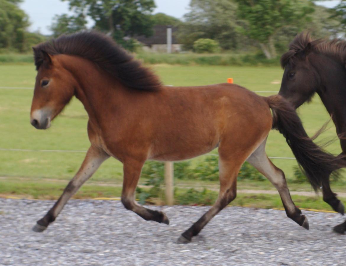 Islænder Faxnir fra Østervang billede 10