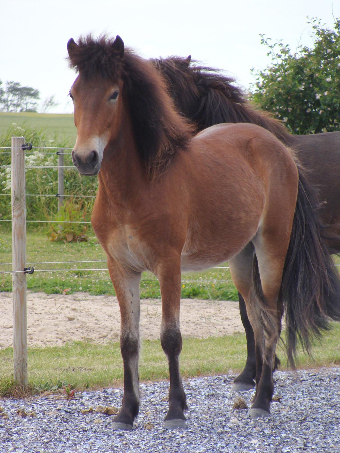 Islænder Faxnir fra Østervang billede 17